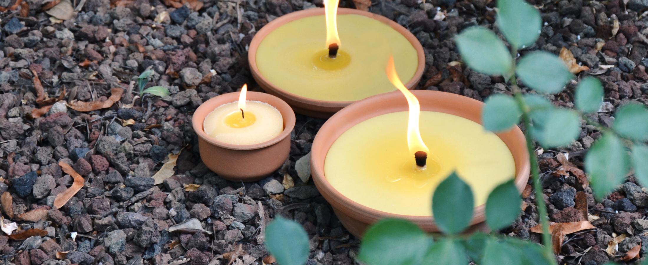 citronella amb